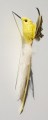 Kolibri geel